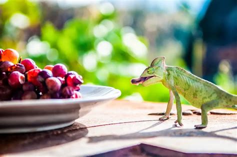 Chameleons Can Eat These Fruits & Vegetables – Chameleon School