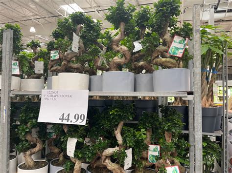 Live Costco Trees & Plants from $24.99 | Money Tree, Shaped Bonsai, & More