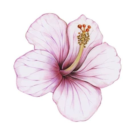 Free Vector | Illustration of hibiscus flower watercolor style | Flores ...