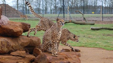 Whipsnade Zoo: Visitor Guide with Tickets, Hours, and Handy Tips