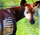 Okapi - Description, Habitat, Image, Diet, and Interesting Facts