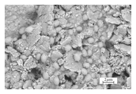 Biofilm formation by Enterococcus faecalis in the intracanal after (a)... | Download Scientific ...