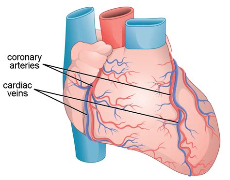 Circulatory System | Biology for Majors II