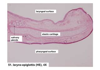 Histology of respiratory system larynx trache and lung | PPT