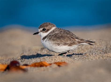 Snowy Plover - Owen Deutsch Photography