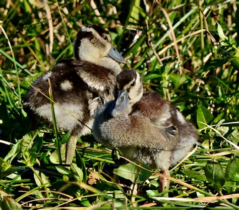 black bellied whistling duck babies | Dina's Wildlife Adventures