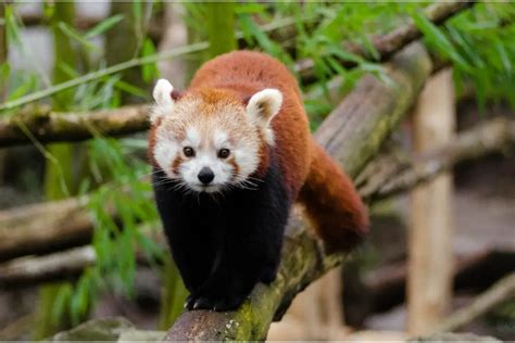 Exploring The Red Panda Spirit Animal: Red Panda Symbolism And Dream Meaning - Spirit of Sapphire