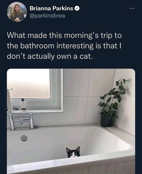 cat is just taking a bath : r/Catmemes