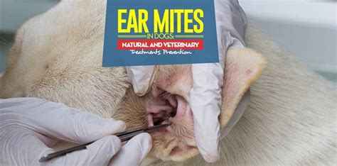 Will Peroxide Kill Ear Mites In Dogs