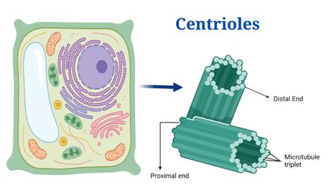 Centrioles: Definition, Structure, Functions and Diagram - PhD Nest