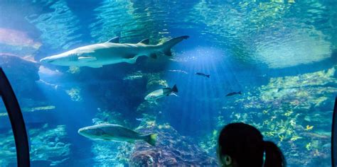 Barcelona Aquarium, Barcelona - Book Tickets & Tours | GetYourGuide