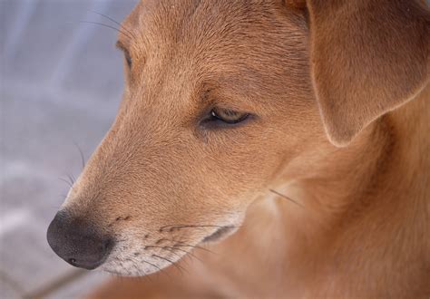 Africanis dogs found hanging from a tree in KwaNysuwa | Highway Mail