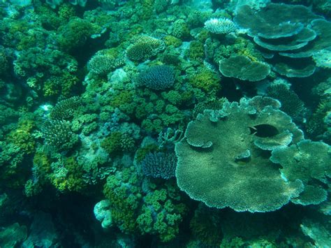 Coral Reefs: Ecosystems Full of Life | National Geographic Society