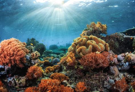 Coral Reef Ecosystem Living Components - lovinbeautystuff