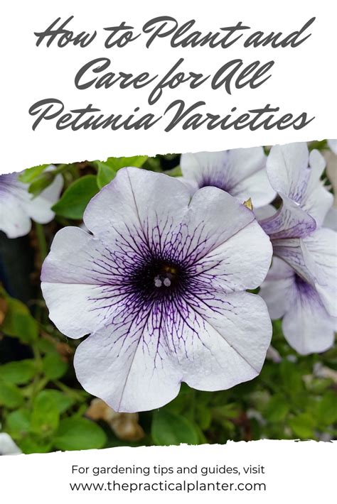 Petunia Care: How to Plant and Care for All Petunia Varieties | Petunia care, Petunias, Petunia ...