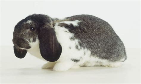 French Lop Rabbit Breed, Size, Color, Care And Lifespan