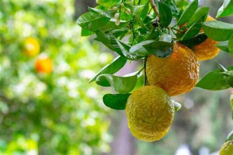 The Lovely Bergamot Orange Tree - Minneopa Orchards