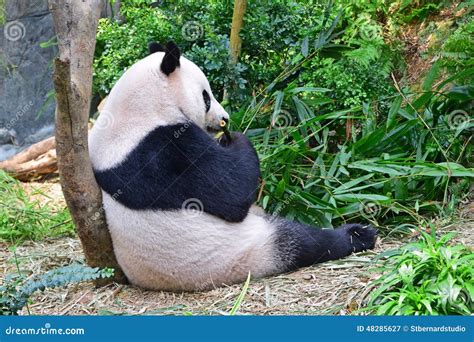 Red Panda Sitting On A Branch Royalty-Free Stock Photo | CartoonDealer.com #37680453