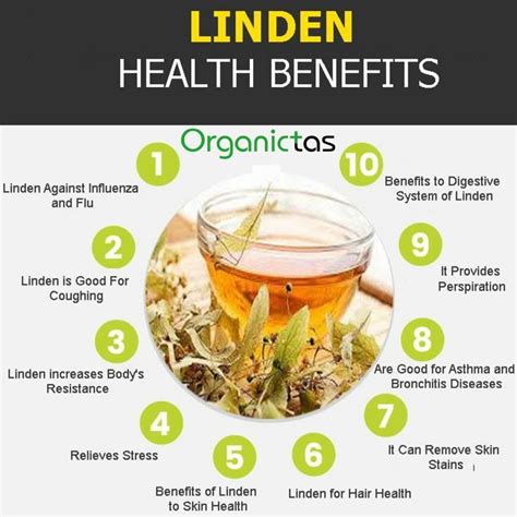 Linden Flower Tea Health Benefits | Best Flower Site