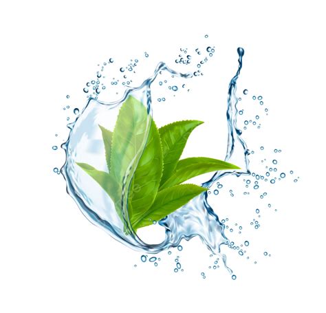 Green Tea Leaves In Water Splash, Illustration, Isolated, Nature PNG and Vector with Transparent ...