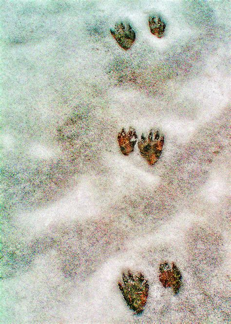 Raccoon Tracks In Snow Photograph by Greg Hjellen