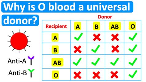 Understanding The Universal Donor Blood Group: O+ Or O-?