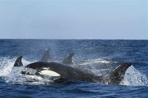 As chinook salmon get thinner and fewer, southern resident killer whales struggle to find enough ...