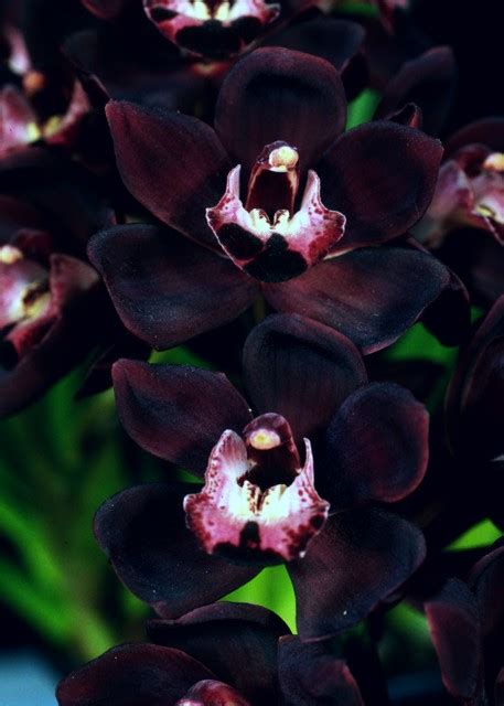 Blue & Black Orchids: Do They Really Exist?