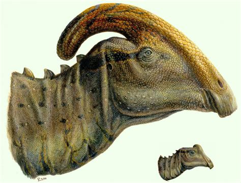 Paleontologists Find Rare Fossil of Young Dinosaur Parasaurolophus ...