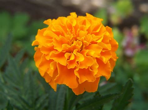 Gardening and Flowers: Orange Marigold