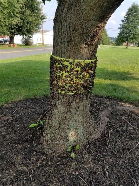 Central Pennsylvania Forestry: Spotted Lanternfly Update #2