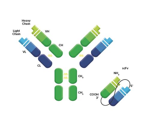 Detecting ScFVs – Considerations for optimal detection