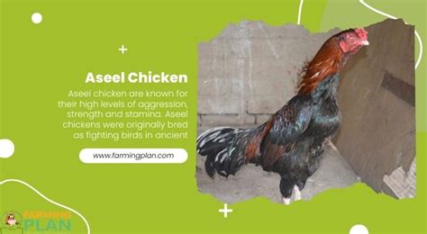 Aseel Chicken: The Most Dominate Chicken Breed In The World - Farming Plan