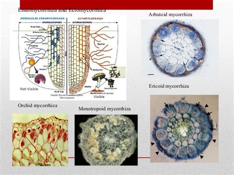 Introduction to mycorrhiza