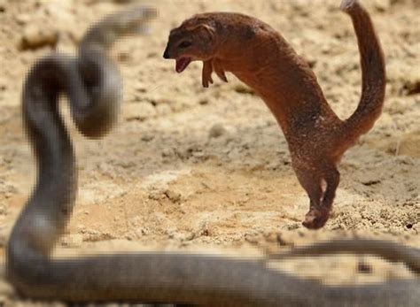 Meerkat, which treats poisonous snakes as its staple food, uses superb skills to play poisonous ...