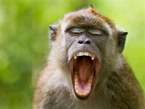 26 Photos of Beautiful Yawning Animals to Put You To Sleep