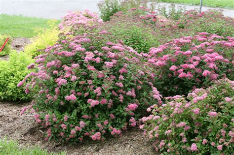 Spirea - Ultimate Care & Growing Guide | Proven Winners