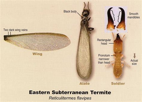 Subterranean Termites Types, Identification & Treatment