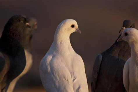 Flock of pigeons close up free image download