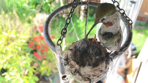 Hummingbird Nest cam - 4/15/21 - 4k video of baby hummingbirds in nest ...