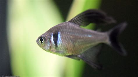 Freshwater Aquarium Fish Species For Tropical Tanks