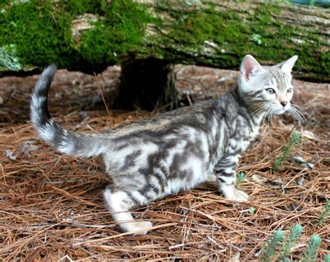 Silver marble bengal kitten | Bengal cat, Bengal kitten, Cats