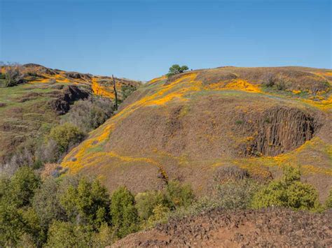 How to Take a Wildflower Hike on North Table Mountain in Oroville