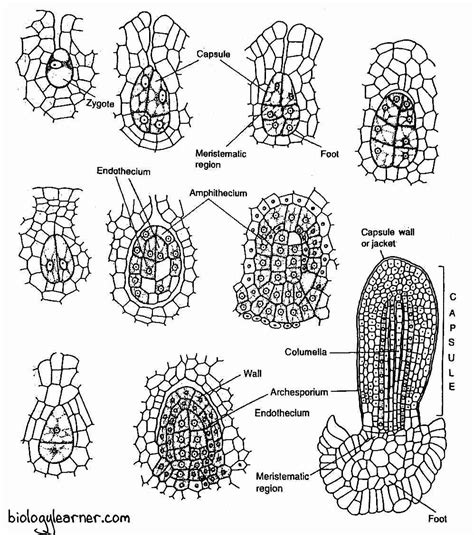 Anthoceros: Distribution, Structure, Reproduction