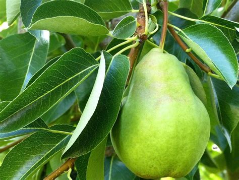 Bartlett Pear Photograph by Will Borden - Fine Art America