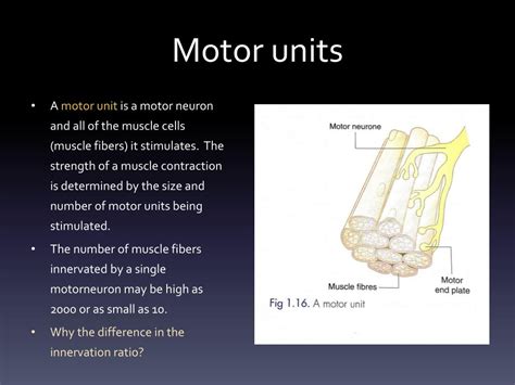 PPT - Neuromuscular function Muscle contraction PowerPoint Presentation - ID:3139762