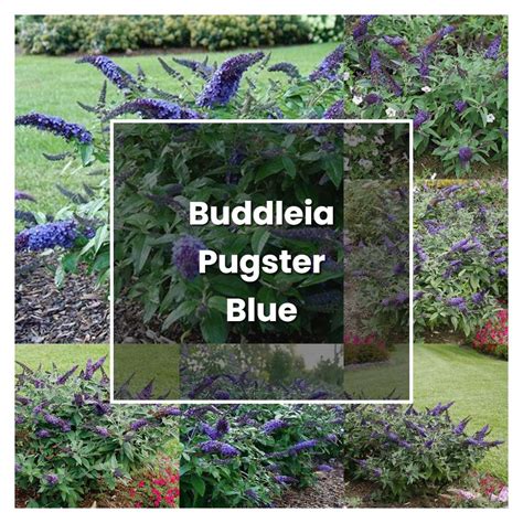 How to Grow Buddleia Pugster Blue - Plant Care & Tips | NorwichGardener