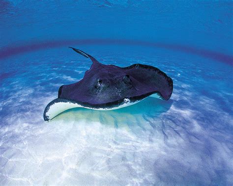 10 Fascinating Facts About Rays - Bristol Aquarium