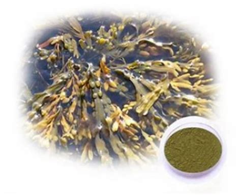 Do you need Bladderwrack Extract ? - Blog - Xi’an Gaoyuan Bio-Chem Co., Ltd.