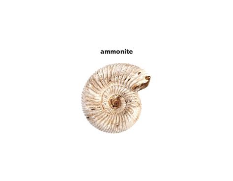 ammonite noun - Definition, pictures, pronunciation and usage notes | Oxford Advanced American ...